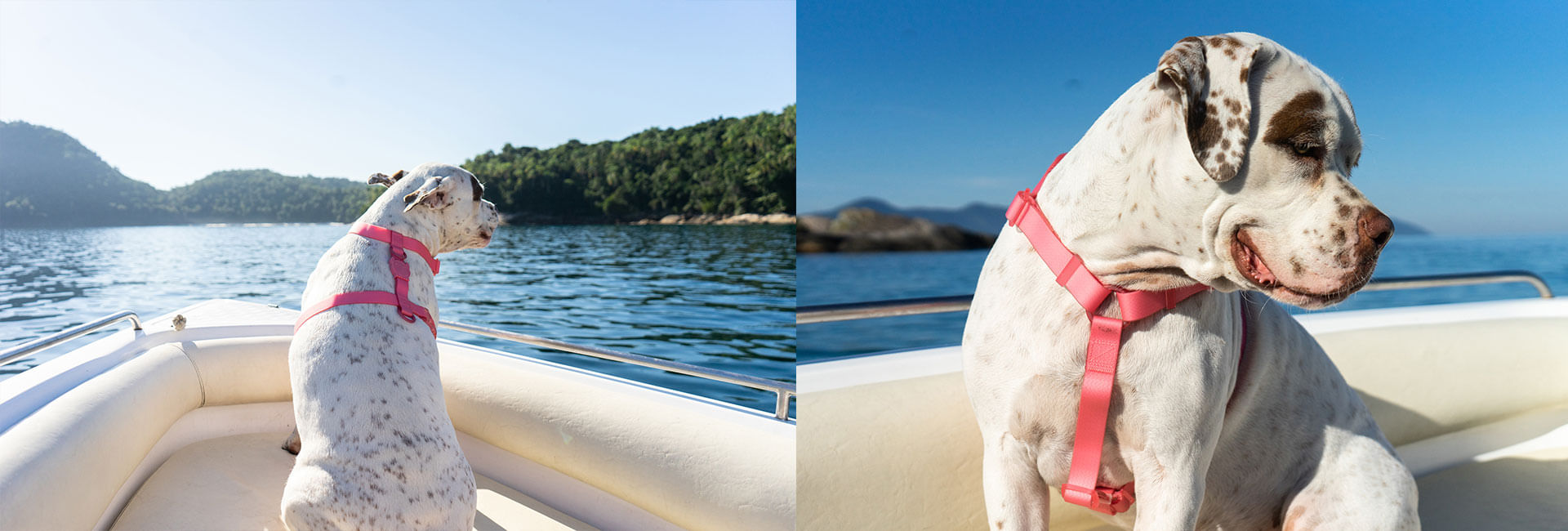 Coleira para Cachorros Neopro Bubblegum | Lifestyle Images