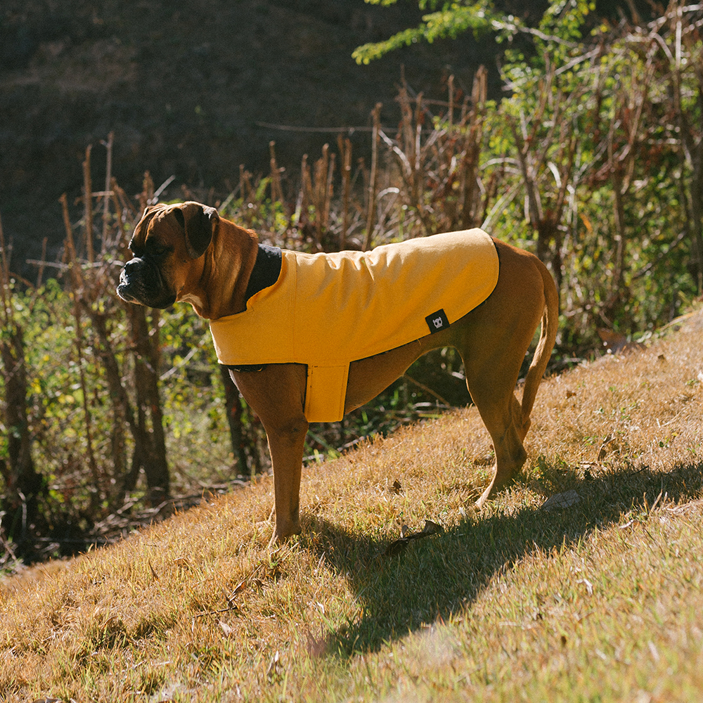 Casaco para Cachorros Amarelo