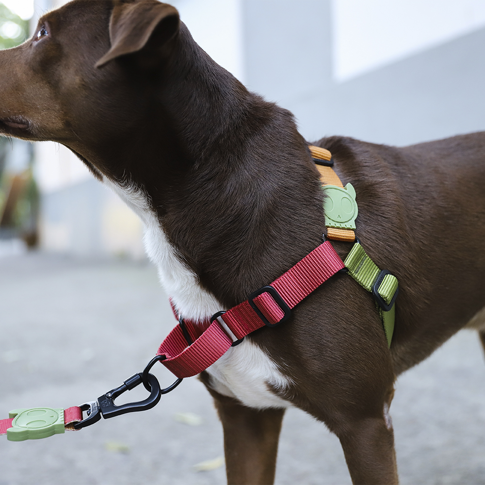 Peitoral para Cachorros Anti-Puxão Bit | Zee.Now