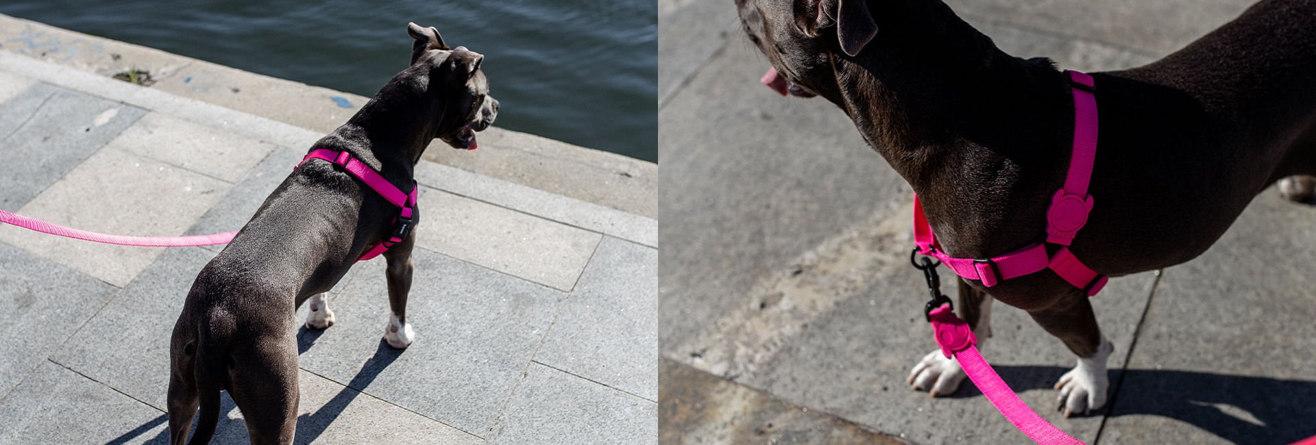 Peitoral para Cachorros Air Mesh Ajustável Pink Led | Lifestyle Images