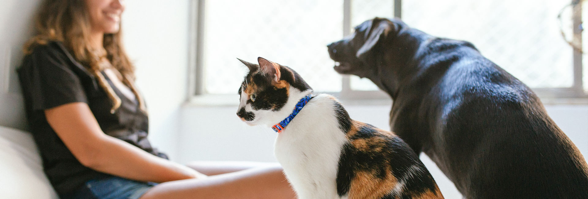 Coleira Zee.Cat Atlanta para Gatos | Lifestyle Images