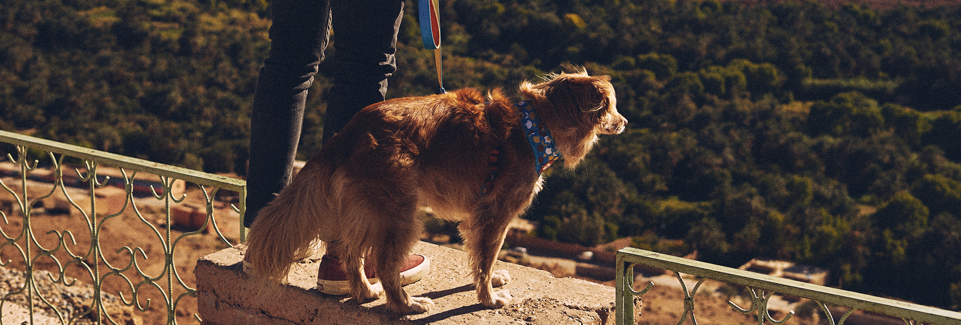 Peitoral para Cachorros H Yansun | Lifestyle Images