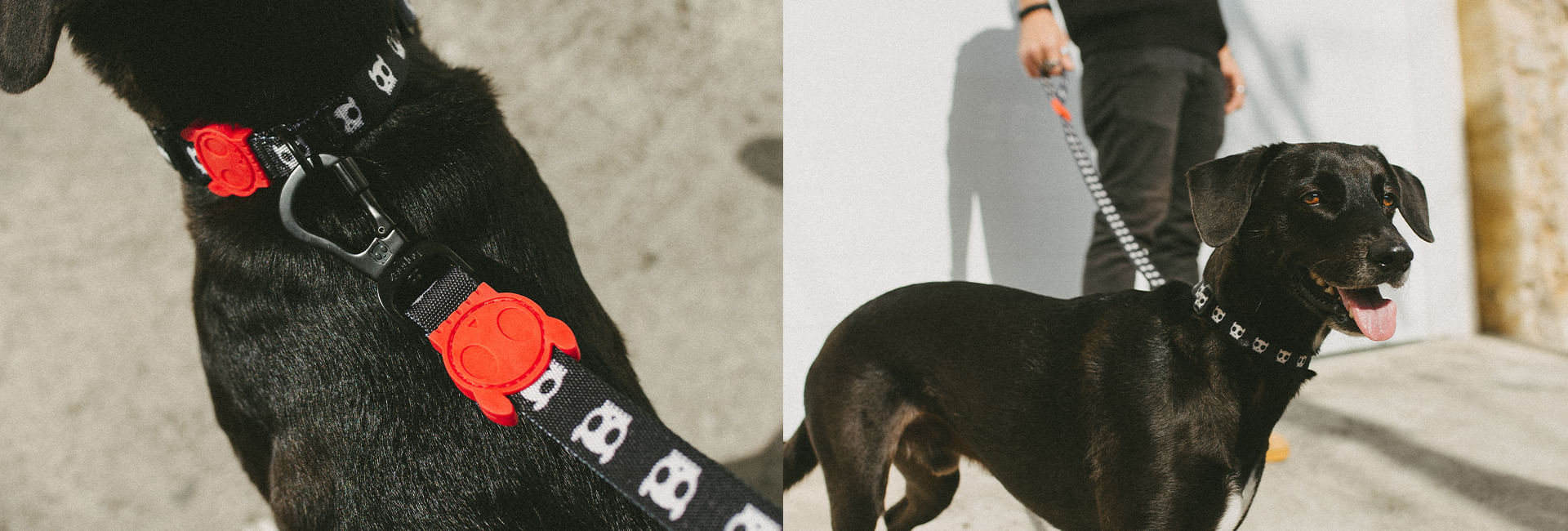 Coleira para Cachorros Skull 2.0 | Lifestyle Images