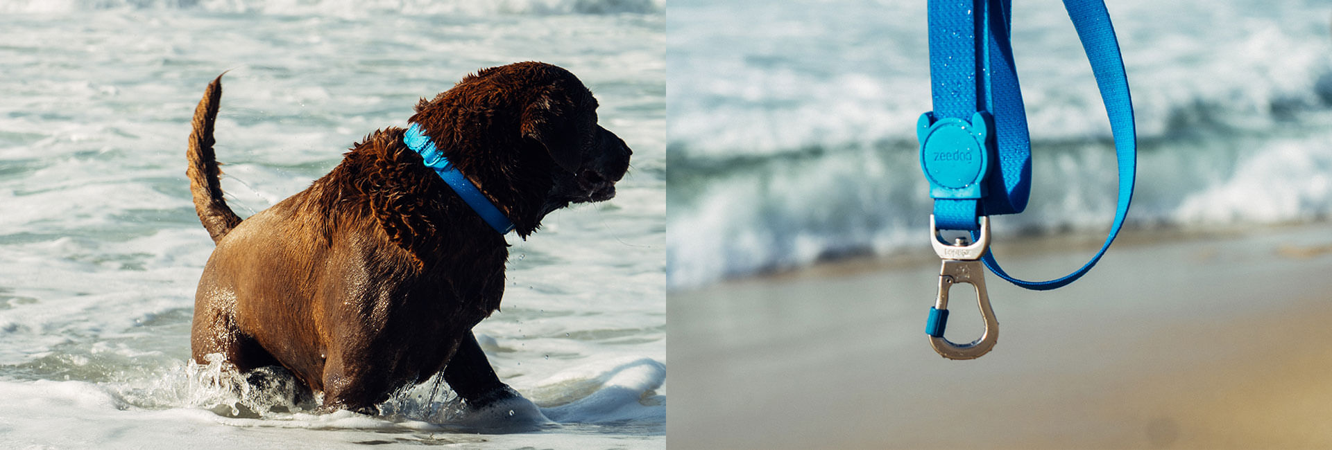 Coleira para Cachorros Neopro Azul | Lifestyle Images
