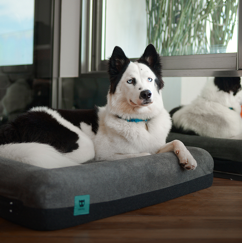 Cama para Cachorros Zee.Bed Skull 2.0
