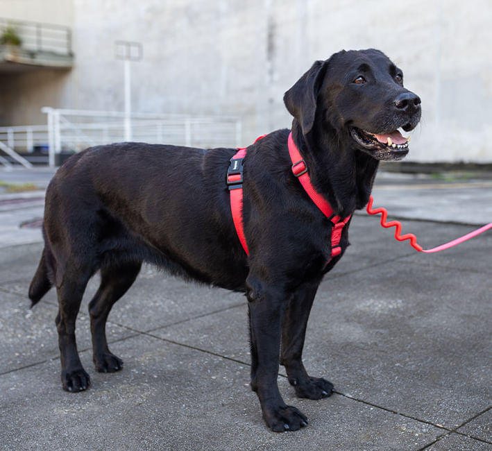 Guia para Cachorros Neon Coral | Lifestyle Images