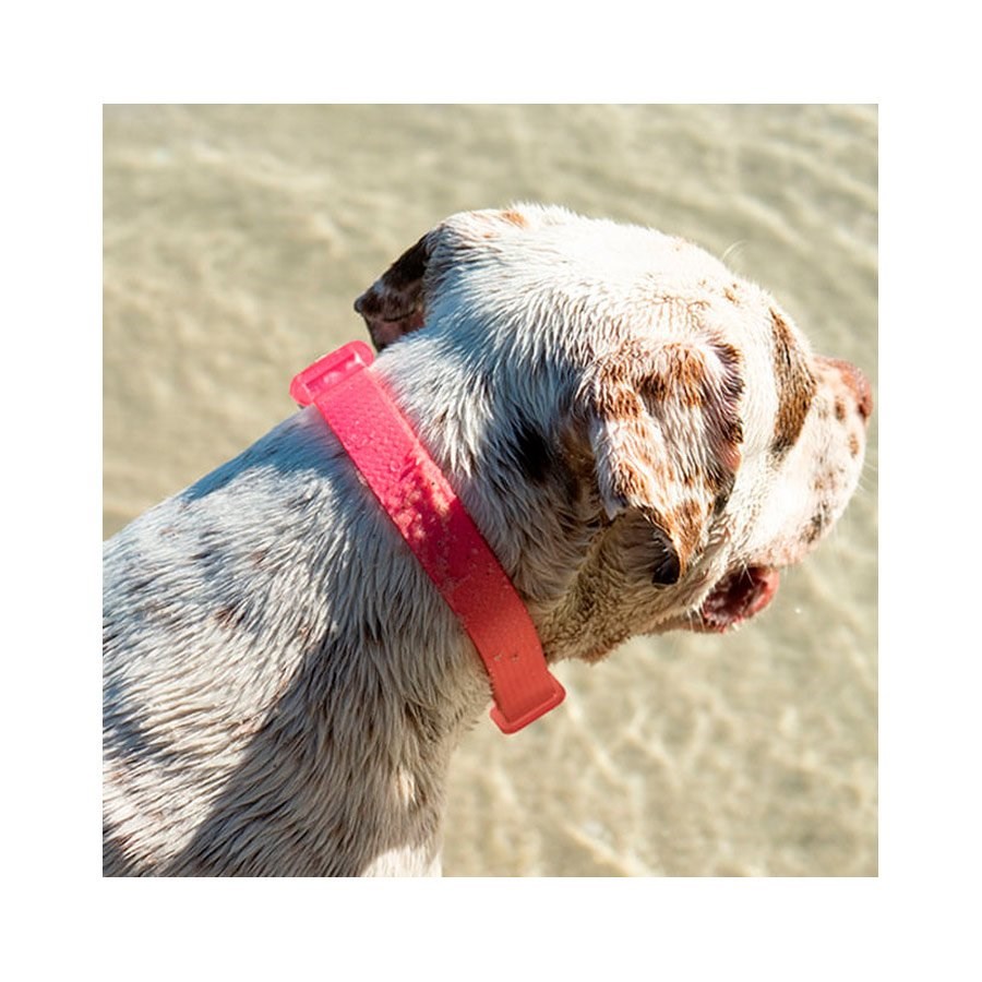 Coleira para Cachorros Neopro Bubblegum
