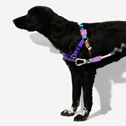 Peitoral para Cachorros Anti Puxão Boogie