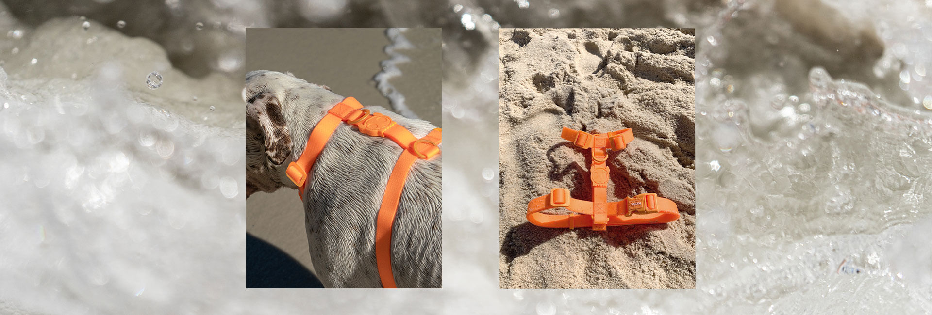 Guia para Cachorros Neopro Tangerine | Lifestyle Images