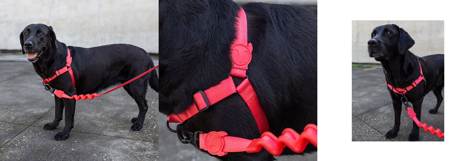 Guia com Amortecedor para Cachorros Neon Coral | Lifestyle Images