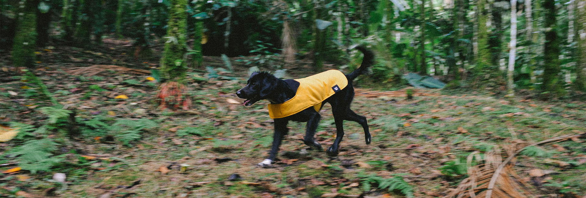Casaco para Cachorros Amarelo | Lifestyle Images
