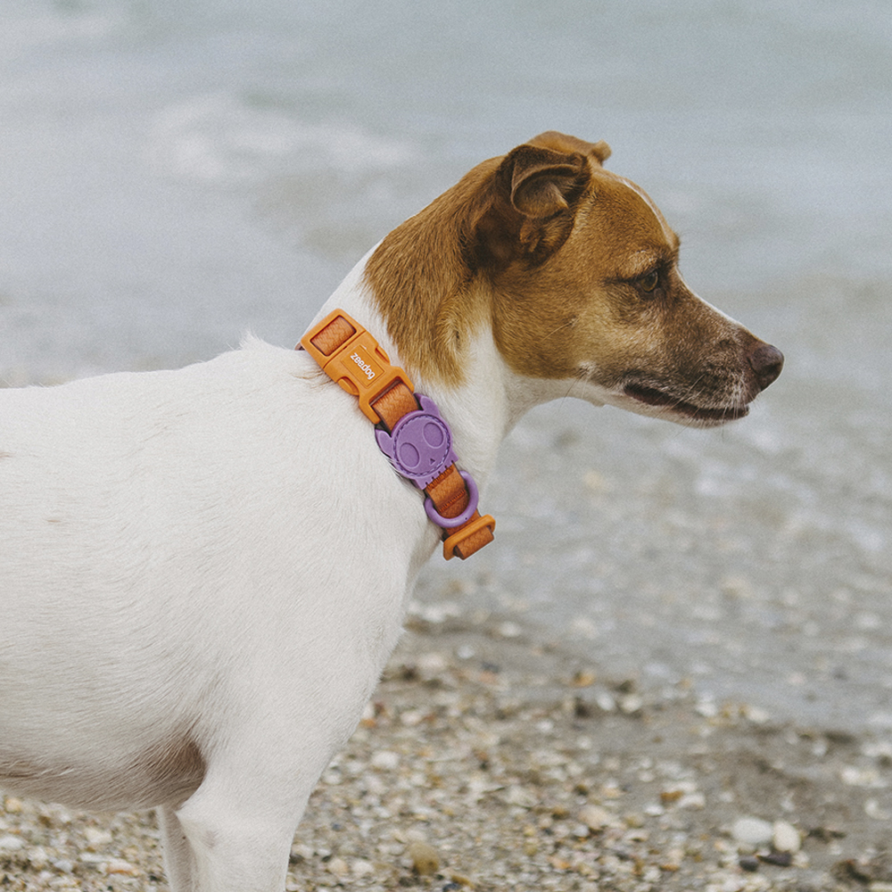 Coleira para Cachorros Neopro Iris
