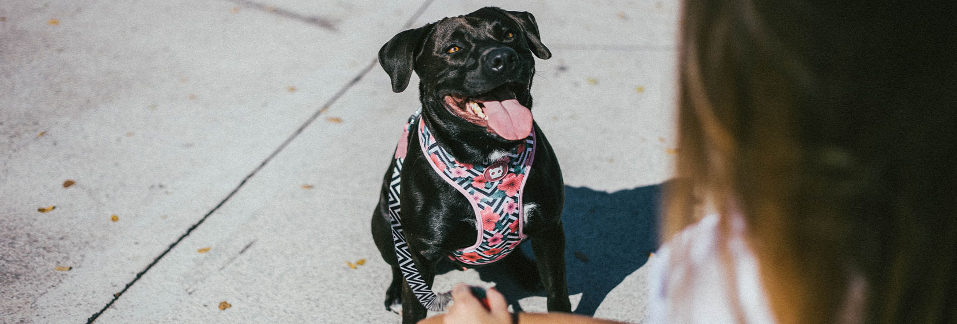 Coleira para Cachorros Mahalo | Lifestyle Images