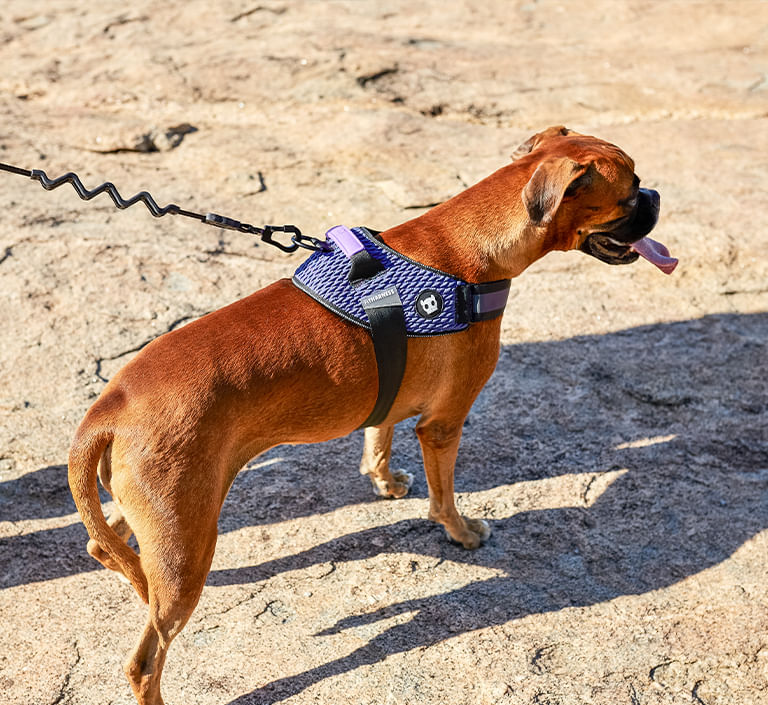 Peitoral para Cachorros FlyHarness Wicked | Lifestyle Images
