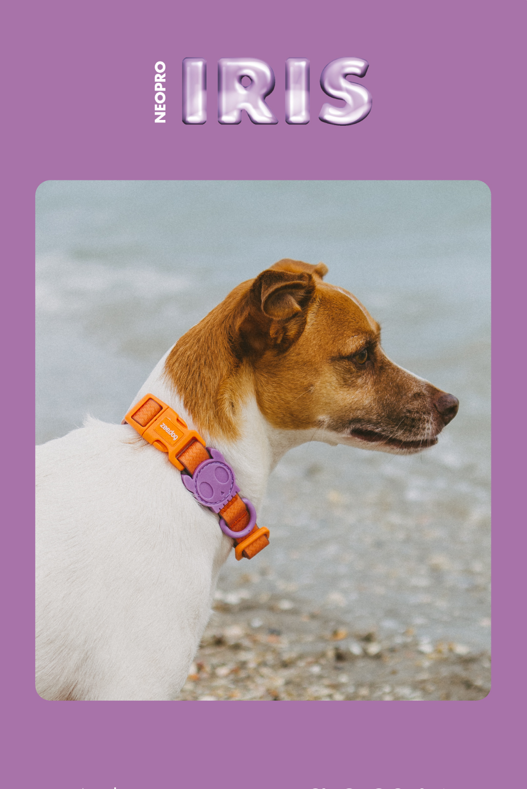 Coleira para Cachorros Neopro Iris
