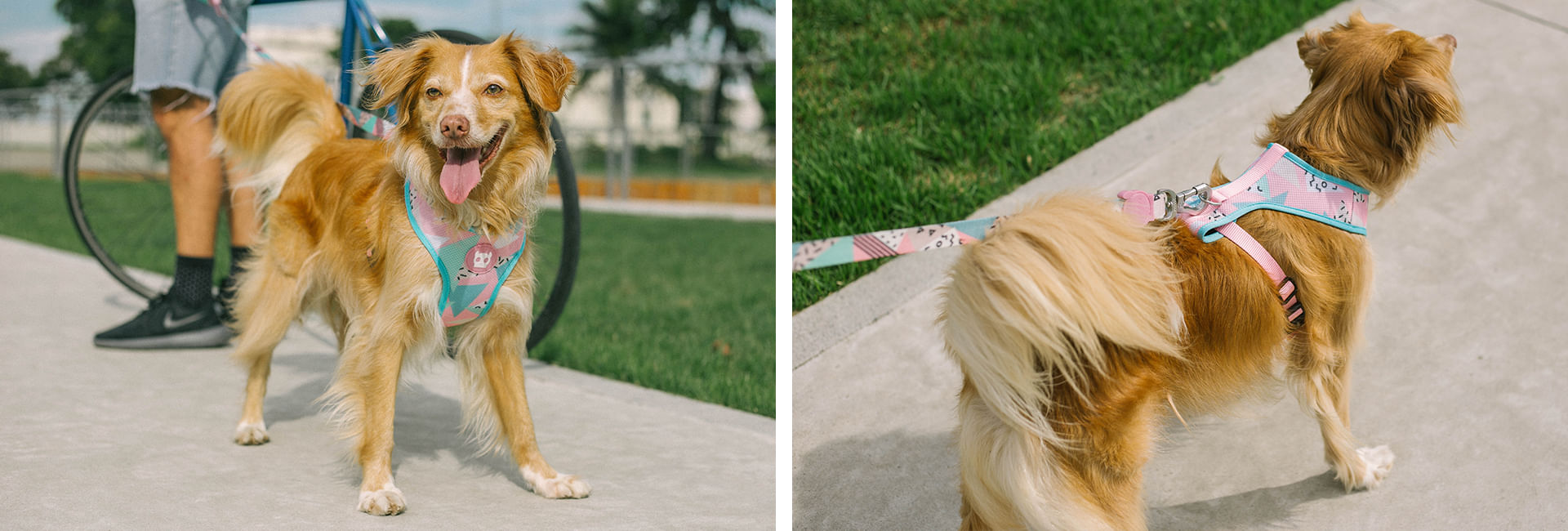 Peitoral para Cachorros H Memphis | Lifestyle Images